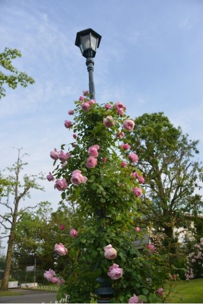 Кущ плетистої троянди Спіріт оф Фрідом на опорі